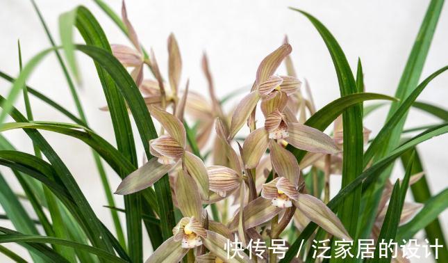 花草|有这4个爱好的人,不适合养兰花,劝你别白费功夫