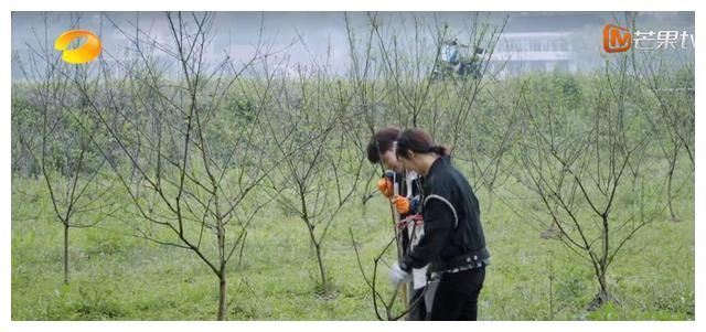 杨紫一语道破《向往的生活》的最大问题，扯下了节目的遮羞布