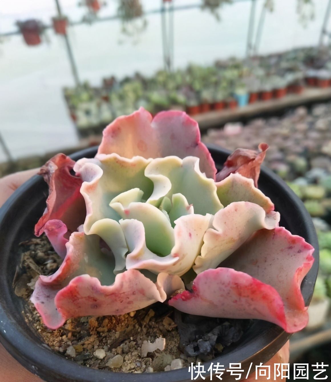 室内养多肉，不建议大家养“群生”，容易出问题，很快变光杆