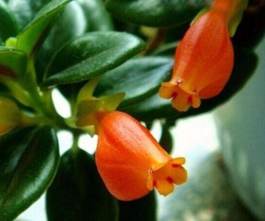 新手养2种“吊兰”,好养又好看,放角落也爆花,一年到头有花看