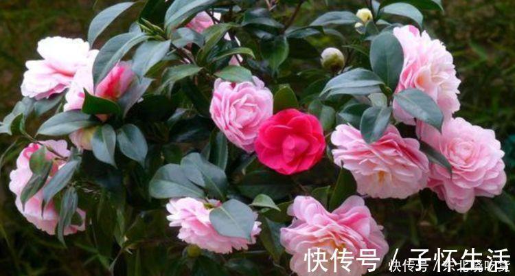 酸性|4种花堪称开花机器，365天都在开花，赏心悦目，你喜欢哪一种？