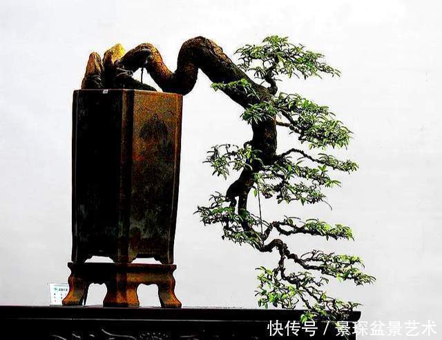 盆景扦插繁殖难生根?试试这6种自制生根水,生长快还茁壮