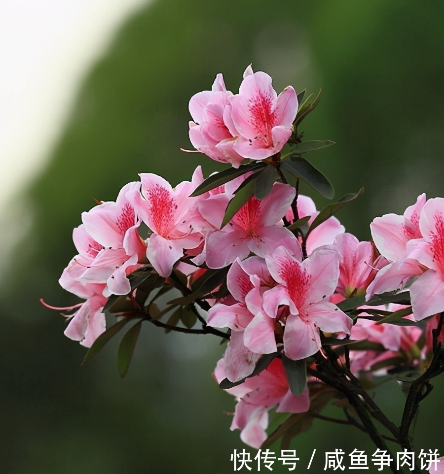 花色|5种好养的耐阴花,对光照没硬性要求,花繁叶茂、花色变化多样