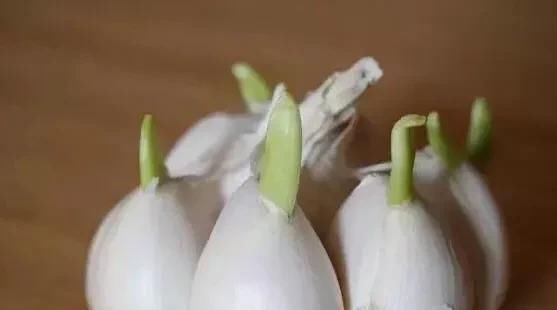这种大蒜别买了,送你都不要带回家,家里有的快扔掉,快告诉家人