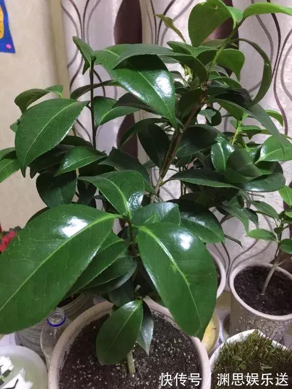 茶花蟹爪兰,喝点酒,喂点糟,晕晕乎乎就疯长,花开满枝头!