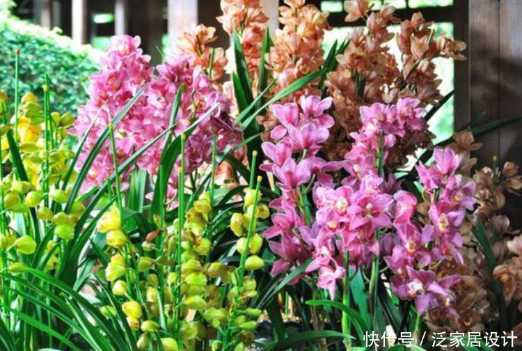 竹报平安|家里养5种花,不仅好养,而且寓意好,富贵养人,旺财旺运