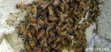 诱蜂|诱蜂为什么只能用蜂蜡? 白糖水与蜂蜜为什么不适合用来诱蜂?