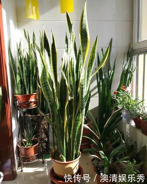 空气|客厅种上4种花,大气上档次,越养越干净,来客倍有面子!