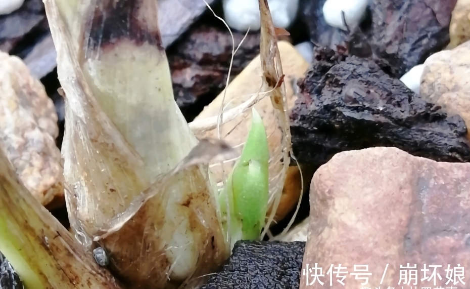 兰花发新苗正当时,不要“好心办坏事”,避免新苗夭折,乐极生悲