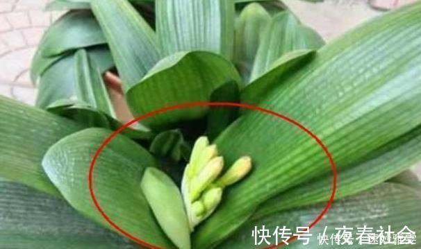 正人兰|君子兰不开花教你这样浇水，君子兰健壮不烂根，开花爆盆不是梦