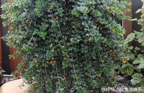 花繁叶茂|它比金边吊兰漂亮,1个修剪小技巧,长势快,开花不断,花繁叶茂
