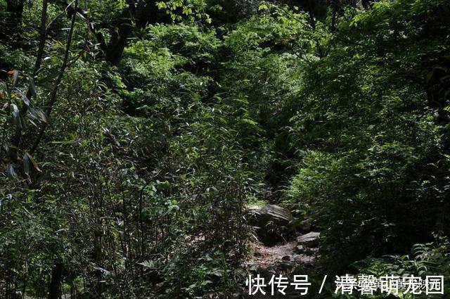 秦岭大山|好诡异！独自徒步空无一人的秦岭大山，突然出现一栋荒废的老屋