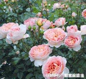 月季|最厉害的养花营养液给月季花喝一勺，猛长笋芽，花开满枝头