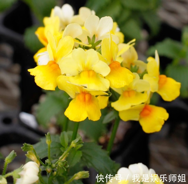 阳台新宠龙面花,花量超大颜色多,四季都开不停!