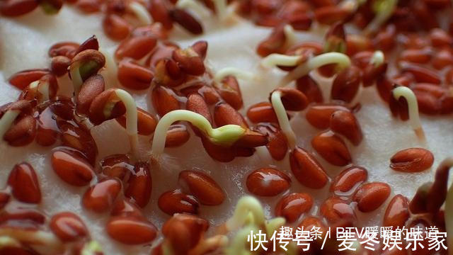 土豆|发芽的食物只能扔掉吗有些还能吃，有些会中毒，注意区分