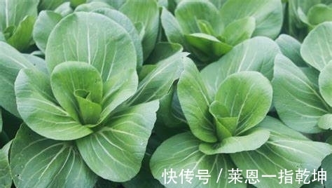 阳台种植蔬菜,是非常不错的选择