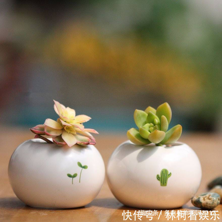 沙床|掉了的多肉叶片不要扔掉，自己在家繁殖多肉玩