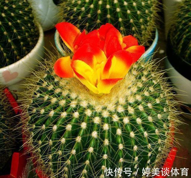 盆地|养花小技巧:仙人球浑身是刺,学好几个妙招,不到半年就开花