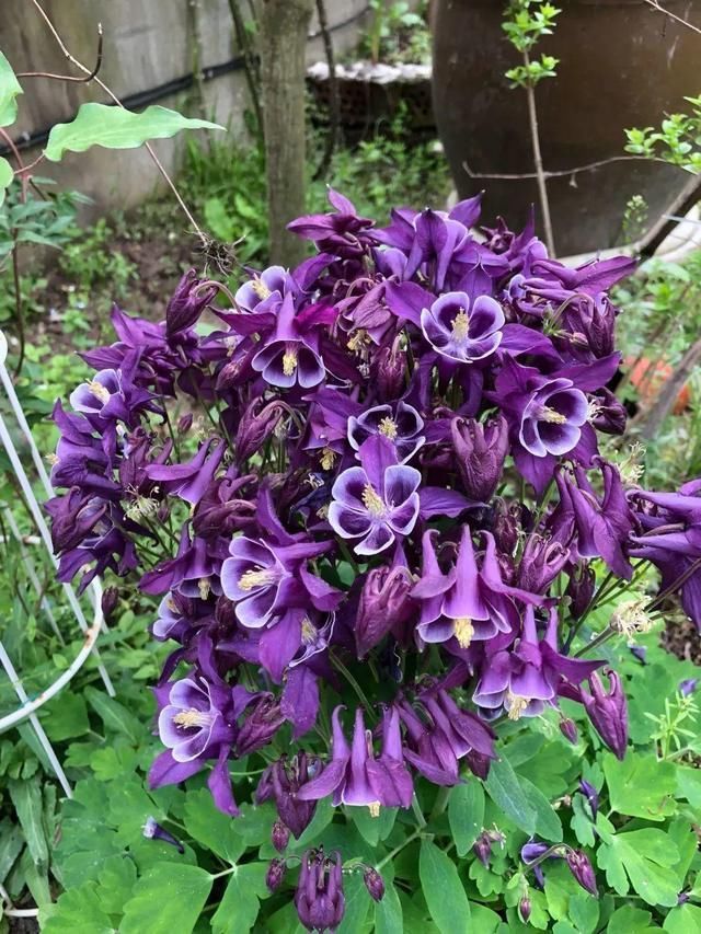  长达|这花名字土掉渣，开花却特美，花期长达3个月