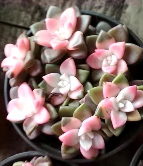 花市看到这4种花再喜欢也别买，买回来就是花钱给自己添麻烦