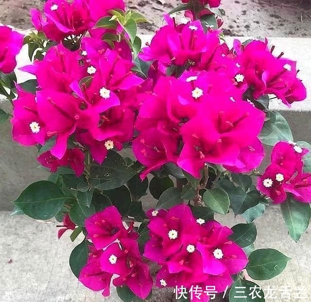 三角梅这样施肥, 根壮枝条粗, 不断出花苞, 一直开花不间断
