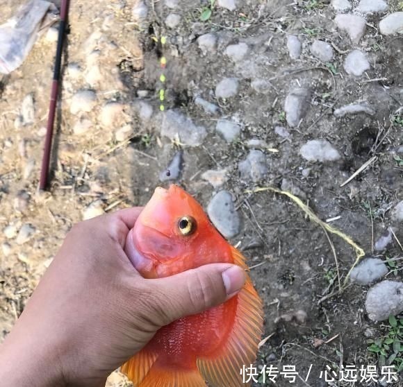 罗非鱼|这鱼在漠阳江快泛滥了,钓鱼人:到处都是,所幸还好吃