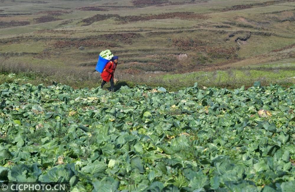 蔬菜|四川昭觉：高山反季节蔬菜种植 助农增收
