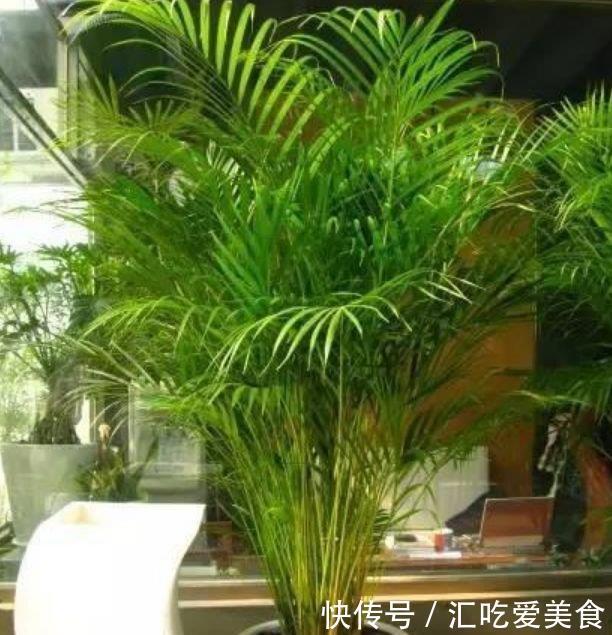 3种花是懒人的最爱,越懒养长得越好,给点阳光就爆盆!