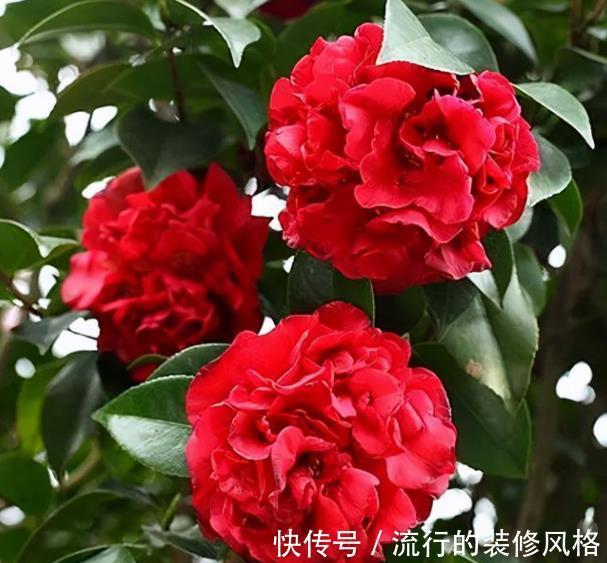 植株|忘了绿萝吊兰吧，此花皮实好养，一开就是200多天，值得拥有