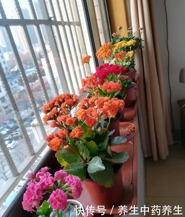 家里常扔的一种“皮”,水里泡一泡,浇花响当当,叶片肥壮花儿旺!