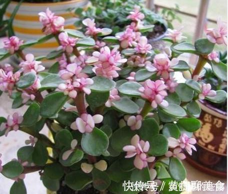 小老桩|5种多肉植物,开花别剪掉,像中奖一样很少见,你家养过几种?