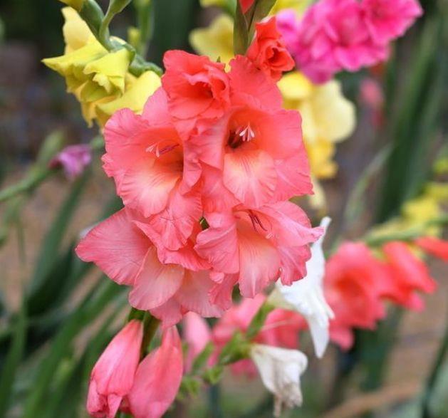 花期超长的几种花卉，花大色艳，花姿妖娆，四季繁花似锦