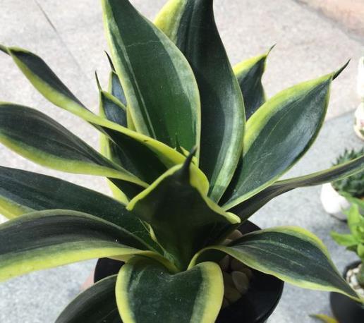 2种“花”，卧室养2盆，“病菌”都远离，关键好养，浇水就能长