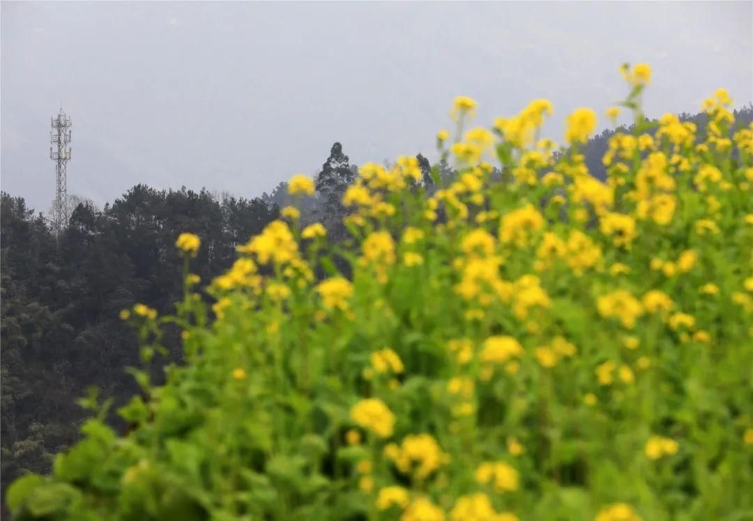 中年|草长莺飞二月天里，赴一场春日的花宴