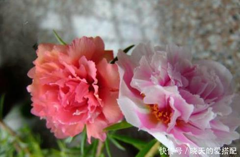 仙人球|五种比吊兰绿萝还好养的花，沾土即活，开到爆盆，阳台变花海！