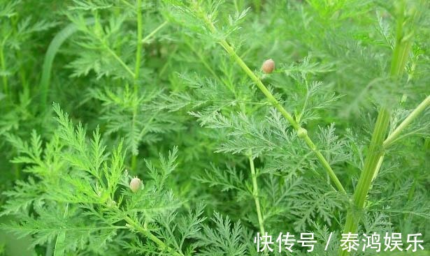 本草通玄|挽救过几百万人性命的一种野草，清虚热，除骨蒸，药用价值高