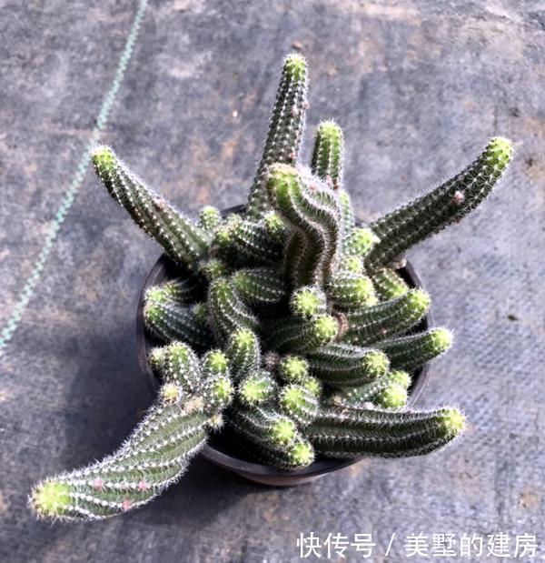 效果|仙人指的爆盆小窍门,爆满盆的效果真是好