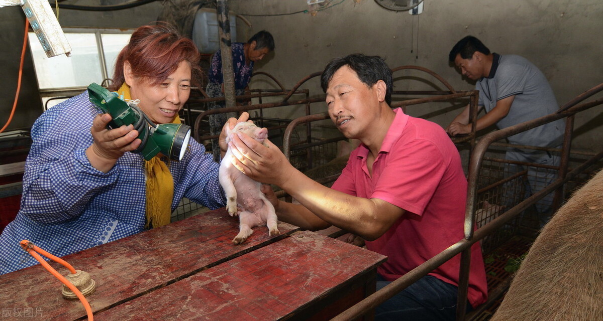 致病|养猪别太依赖兽医了，免疫力才是猪体最好的医生，不要再弄错了！