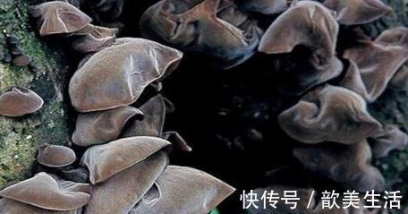 食疗|经常吃黑木耳,身体会有哪些改变?以下几类人最好一口也不要吃