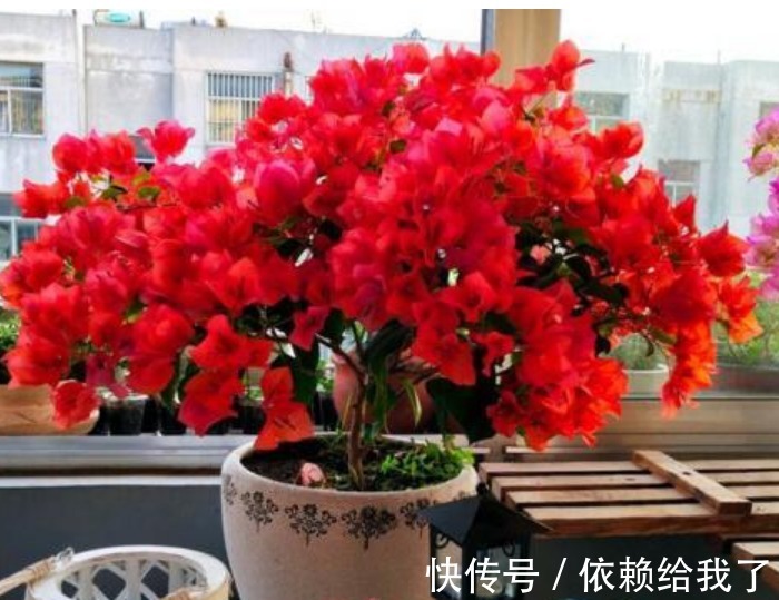 家里养上“4种花”,直接变成小花园,开花一茬茬,太漂亮!