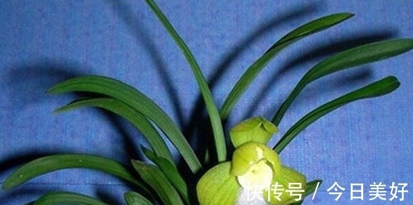 孤品|千万级别的天价孤品荷瓣兰，为何受追捧？如今还能见到吗？