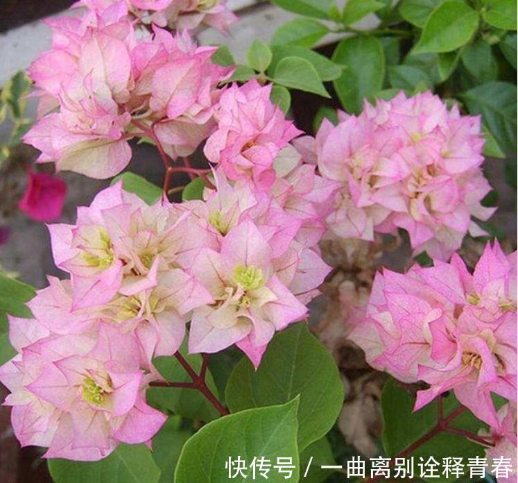 4种花好养又漂亮,比玫瑰美,比绿萝好养,花开不断怒放全年