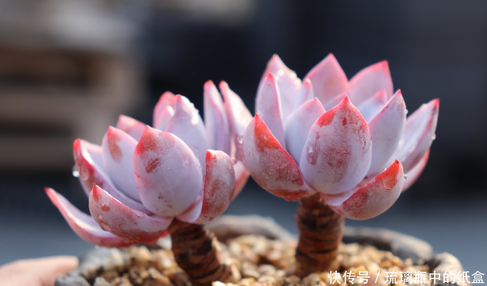 多肉春天浇水做好三个“观察”,快速生长,安全度夏