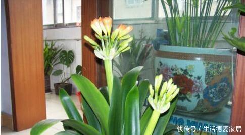 君子兰|李大爷只用它养君子兰,不花一分钱,1年开花2次全都爆盆