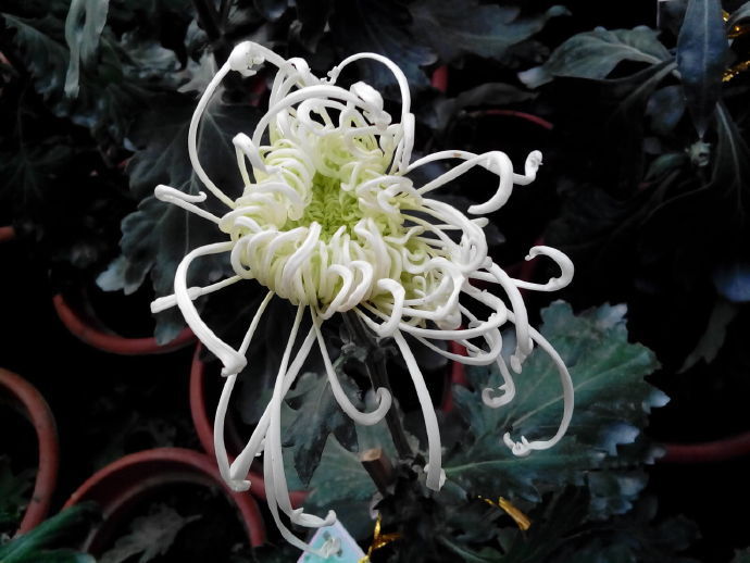 喜欢菊花,不如养盆“菊中珍品”碧玉芳龄,似白衣仙女,清新淡雅