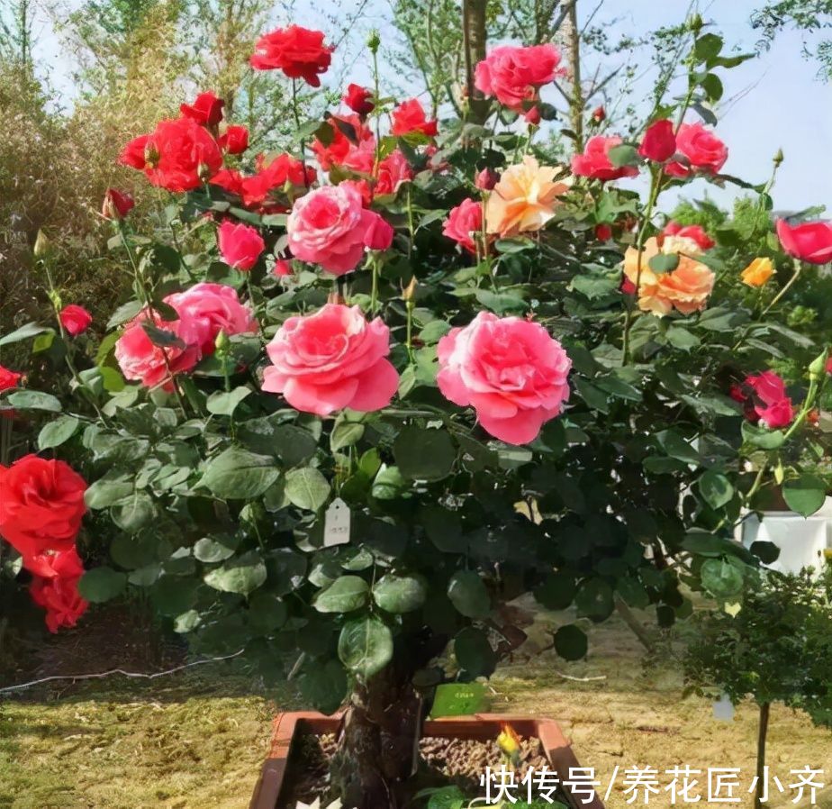 网上常见的4种花，要谨慎购买，虽然销量不低，但是都是“骗局”