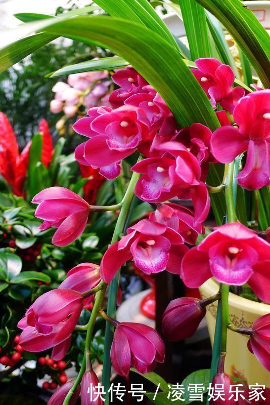 养护|喜欢在家中养护漂亮的花卉,就养3种花卉,美丽耀眼,惹人爱的花