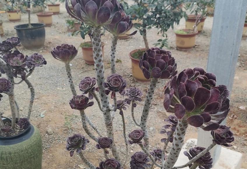 旺盛期|养多肉植物黑法师,这3方面找准方法,植株状态佳,轻松度夏