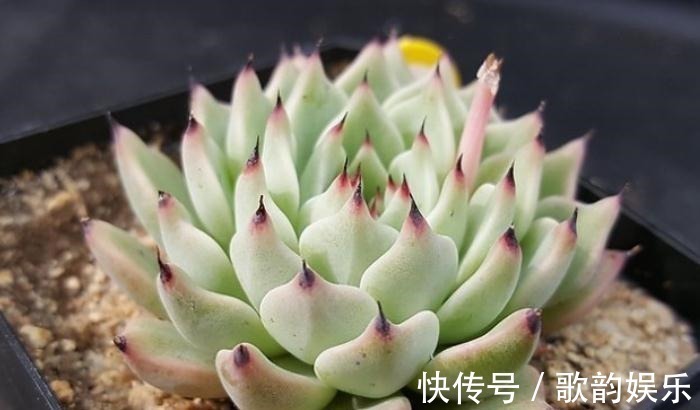 肉友|送朋友多肉又不落俗套?红橙黄绿青蓝紫彩虹系7色多肉了解一下!