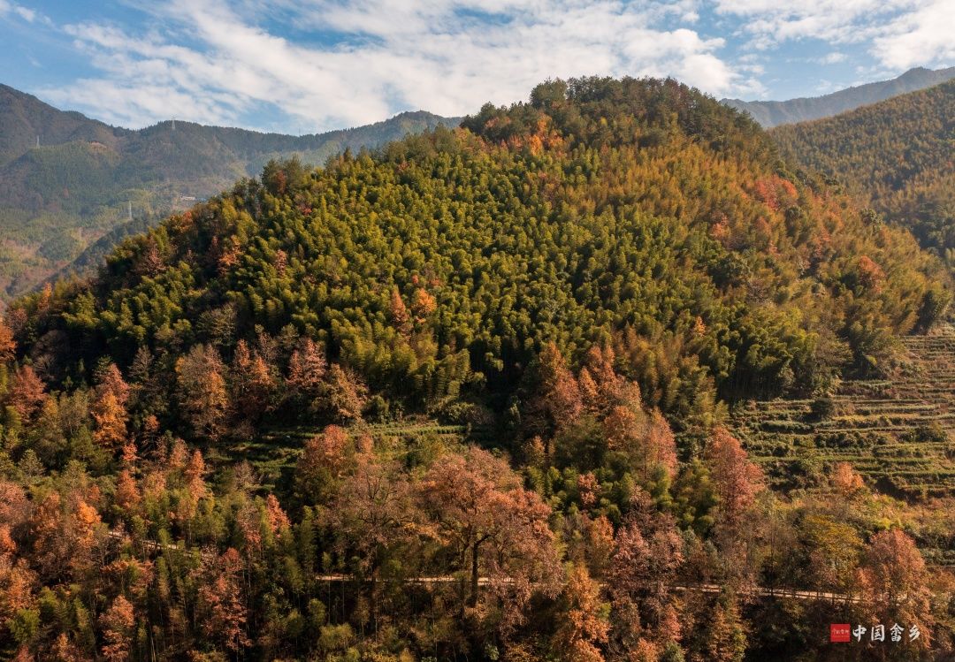 东弄村|景宁：畲寨红叶扑面来